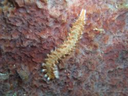 Fire Worm. West Palm Beach, FL by Mark Hoevenaars 